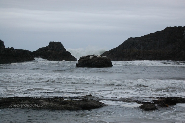 seal rock