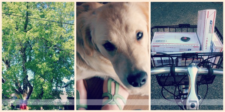 happiness journal tree dog bike