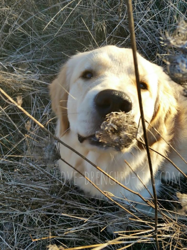 After taking the above photo Linus came over and tried to eat the Love Rock.